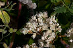 Dogtongue buckwheat